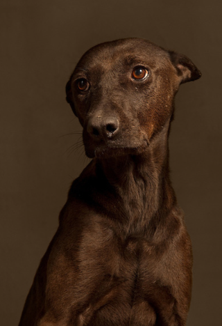 Illustration for article titled Portraits of abandoned dogs before being put down at a shelter